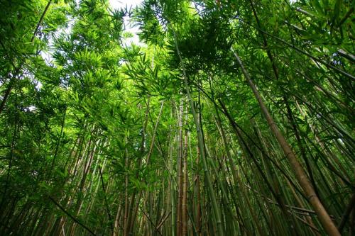 bamboo-756805_1920